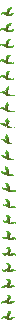 kelp