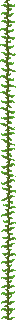 kelp_plant